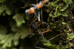 Myrmecia nigrocincta