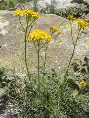 Jacobaea adonidifolia