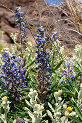 Lupinus multiflorus