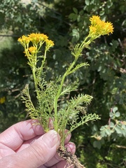 Jacobaea adonidifolia