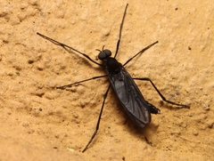 Penthetria heteroptera