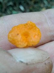 Favolaschia claudopus