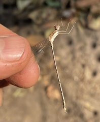 Lestes pinheyi