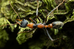 Myrmecia nigrocincta