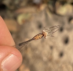 Lestes pinheyi
