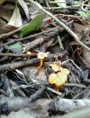 Favolaschia claudopus