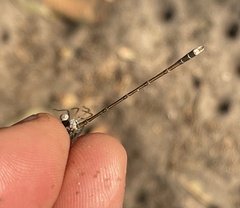 Lestes pinheyi