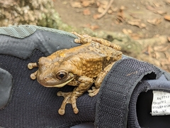 Trachycephalus vermiculatus