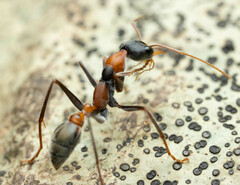 Myrmecia nigrocincta