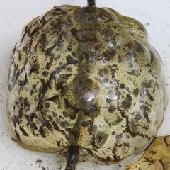 Ambystoma gracile