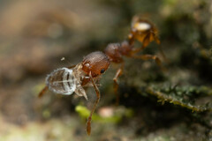Pheidole