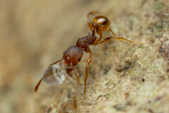 Pheidole