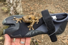 Trachycephalus vermiculatus