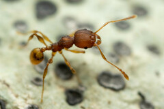 Pheidole