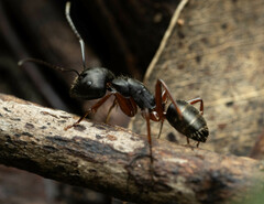 Camponotus hartogi