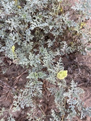 Ambrosia chamissonis