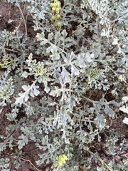 Ambrosia chamissonis