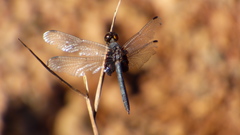 Erythemis