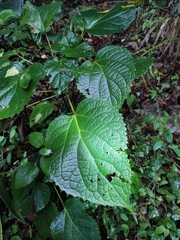 Clerodendrum bungei