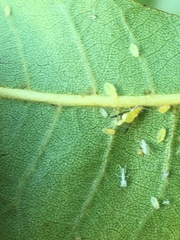Monellia caryella