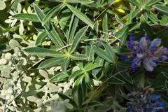 Lupinus multiflorus