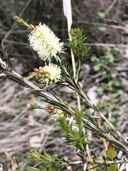 Melaleuca ericifolia