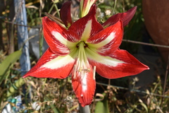 Hippeastrum correiense