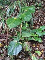 Clerodendrum bungei