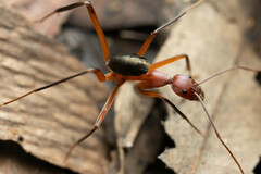 Leptomyrmex tibialis