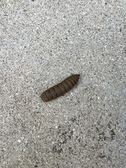 Stratiomyomorpha