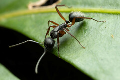 Camponotus hartogi