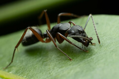 Camponotus hartogi