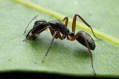Camponotus hartogi