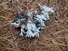 Platismatia tuckermanii