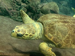 Caretta