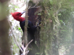 Campephilus magellanicus