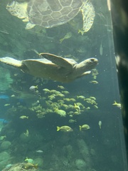 Caretta