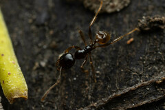 Pheidole