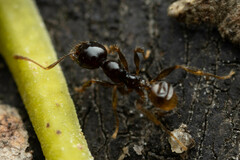 Pheidole