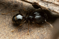 Pheidole anthracina