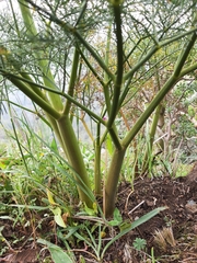 Arracacia tolucensis