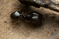 Pheidole anthracina