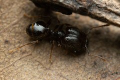 Pheidole anthracina