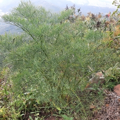 Arracacia tolucensis