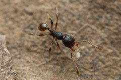 Pheidole anthracina