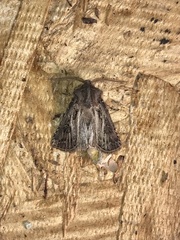 Agrotis