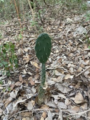 Opuntia lindheimeri