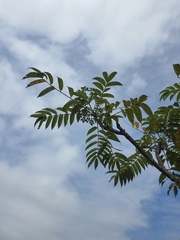 Zanthoxylum ailanthoides