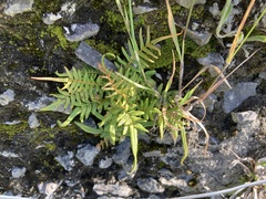 Pteris vittata