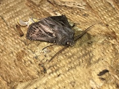 Agrotis